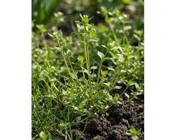 3 sets - Graines de mouron des oiseaux Stellaria Media Herbe annuelle pour oiseaux
