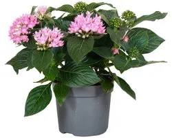 JUNAVERA Pentas lanceolata 'Star Cluster Rose' | rijkbloeiende sterbloem | ca. 25 cm hoog | in 13 cm pot