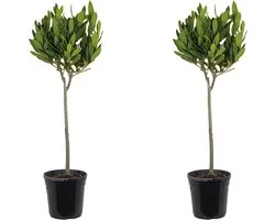 Bloomique - Set van 2 - Laurus Nobilis - Echte Laurier op Stam- Laurier Plant - Tuinplanten - Winterhard - Hoogte 80-100 cm - Pot 21 cm