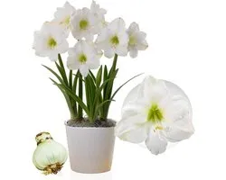 Amaryllis Bol - Christmas Gift - Bloembollen - 1 stuk - Wit - Bloem bollen