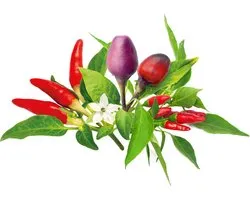 Click & Grow refill Chili Pepper Mix