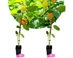 Set van 2 Goudbes - Physalis peruviana 'Colombia Select' - Hoogte 50-80cm - 9cm pot