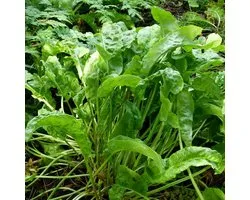 6 x Rumex Acetosa- Zuring pot 9x9cm