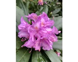 Rhododendron ponticum - Pontische rododendron 30-40 cm in pot