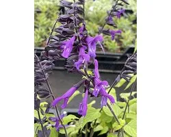 6x Salie - Salvia 'Amistad' PBR