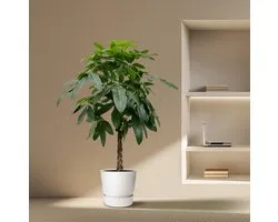 Pachira Aquatica - 170 cm - ø27