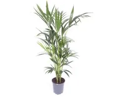 Howea forsteriana (Kentia) - Hoogte 170cm - Pot 24cm