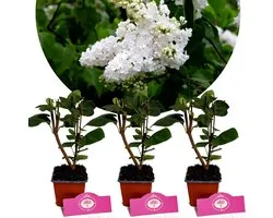 Set van 3 Seringen - Syringa vulgaris 'Monique Lemoine' - Witte bloem - 9cm pot