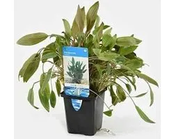 Moerings Cryptocoryne Wendtii Groen | Waterkelk | in 5 cm pot