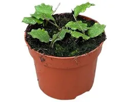 Hoya Endauensis Kamerplant Potmaat Ø10,5 cm |Vers Van De Kweker