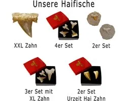 Gift Idea - Fossilized Primal Age Fossils: Untreated Natural Shark Teeth Shark Teeth Shark Tooth on Mother Stone (Set - ShopVlot