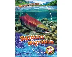 Animals on the Move - Salmon Migration