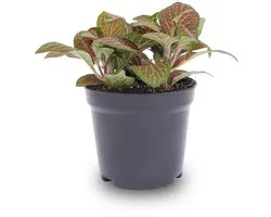Fittonia red - Koop Online | Florazo