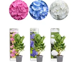 Bloomique - Mix van 3 - Hydrangea Macrophylla - Roze, Blauw, Wit - Hortensia - Boerenhortensia - Tuinplanten - Winterhard - Hoogte 20-30 cm - Pot 10,5 cm