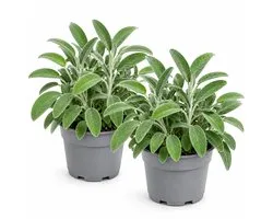 Sauge - Salvia Officinalis - 2 herbes - vivace