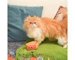 Hugsmart Meow Buddies Carrot Cake