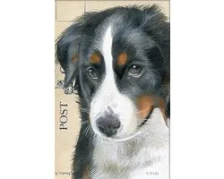 Dubbele kaart met env. Hond Berner Sennen 11,5x17,5cm