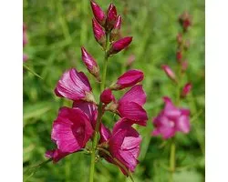 6 x Sidalcea Oregana 'Brilliant' - Griekse Malva pot 9x9cm