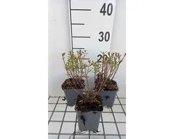 6x Struiksalie - Salvia greggii 'Amethyst Lips' | 9x9 cm pot