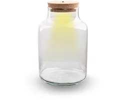 Terrarium bottle garden - DIY Terrarium Online | Florazo