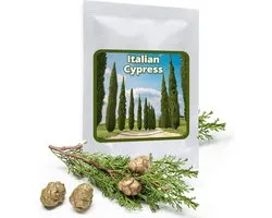 Magic of Nature: Column Cypress Seeds (100 Pcs) - Tuscan Cypress Tree - True Mediterranean coniferous tree - ShopVlot