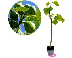 Ficus carica 'Petrelli' Vijgenboom, 2 liter pot