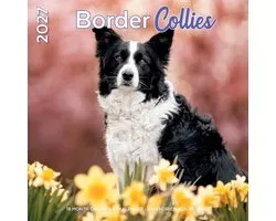 Calendrier Border Collie 2027