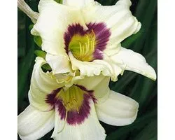 6 x Hemerocallis 'Pandora'S Box' - Daglelie pot 9x9cm