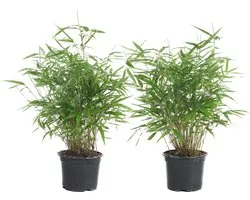 Bloomique - Lot de 2 - Fargesia Rufa - Bambou - Non traçant - Rustique - Persistant - Plantes de jardin - Hauteur 40-60 cm - Pot 17 cm