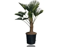 Tropictrees - Palmboom - Trachycarpus Wagnerianus - Plant - Winterhard - Pot ⌀ 32cm - Hoogte ca. 110cm