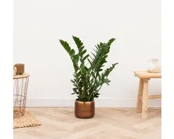 Zamioculcas - 70cm