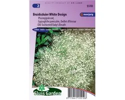 Sluis Garden - Bruidssluier White Design (Gypsophila paniculata)
