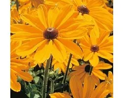 Rudbeckia Hirta Indian Summer ca 100 zaden
