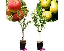Set van 2 Fruitbomen - Red Delicious Appelboom, Conference Perenboom - Hoogte 80/100cm – 5 Liter pot