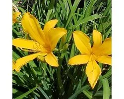 6 x Hemerocallis Citrina - Lis d'un jour godet 9cm x 9cm