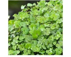 Moerings Hydrocotyle Nova-Zealandiae | ombelle | Dans un panier de 18 cm