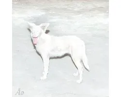 Malandra