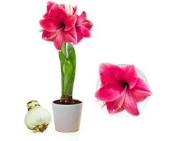 Amaryllis Bol - Pink Passion - Bloembollen - 1 stuk - Roze - Bloem bollen