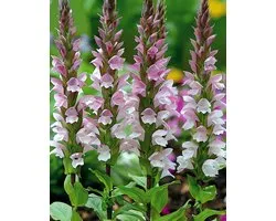 Acanthus Zaden Acanthus Mollis Meerjarig