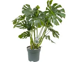 Monstera Deliciosa (plante en trou) hydroponique 100cm de haut
