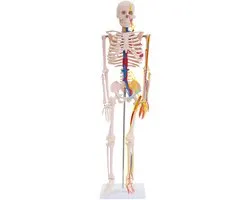 Modèle anatomique d'un squelette avec nerfs et vaisseaux sanguins, corps humain, médecine, squelette, 87 cm (petit) Squelette humain avec support, anatomie, humain, MedMod