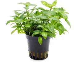 Aquaflora Hygrophila Polysperma Sunset | Belgisch groen | in 5 cm pot