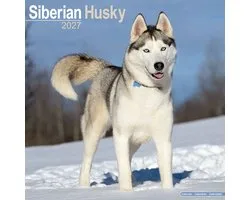 Siberian Husky Kalender 2027