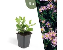 Plants by Frank | 6 Asterplanten | Aster ageratoides 'Asran' | Winterharde bodembedekker planten | tuinplanten | Winterharde vaste planten meerjarig | Winterharde tuinplanten