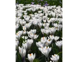 50x Crocus 'Barr's white tommasianus' - BULBi® Bloembollen met bloeigarantie