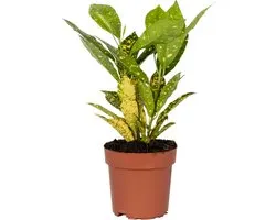 Bloomique - Codiaeum Sunny Star - Croton - Plante d’intérieur - Dépolluante - 20-30 cm de haut - Pot 12 cm