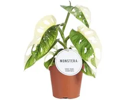 Monstera Adansonii Variegata - Hoogte 25cm - Pot 12cm