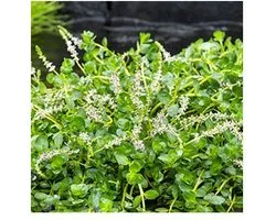 Moerings Rotala Rotundifolia Green | Groene Rotala | In 18CM Mand