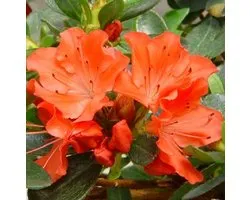 Azalée japonica ' Oranje' 25-30 cm