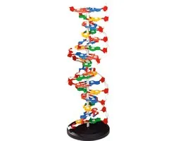 DNA Model XL (hauteur 60 cm)